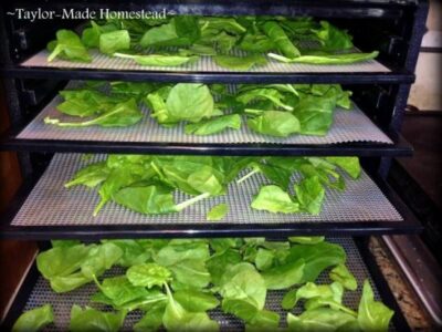 How to Dehydrate Fresh Spinach Image